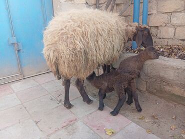 cane corso qiymeti: Quzu, Erkək, Qala, ay: 1, 1 kq, Damazlıq, Ünvandan götürmə