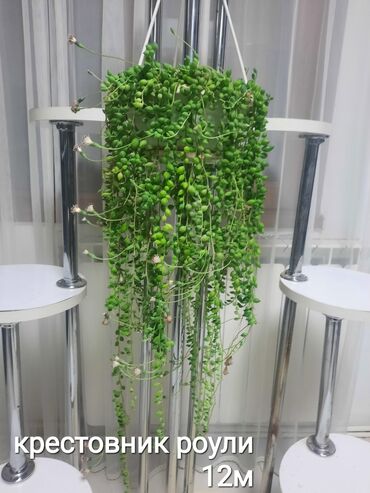 Otaq bitkiləri: Otaq bitkiləri kolleksiyası 1) Papоротnik – 20 m - Sərfəli otaq — 20