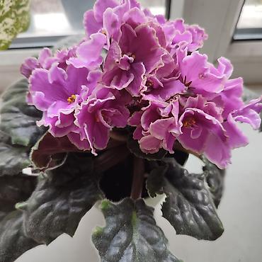 Бөлмө өсүмдүктөрү: Фиалка. Цветущая. 300 сом. (сенполия) с махровыми цветами — 4