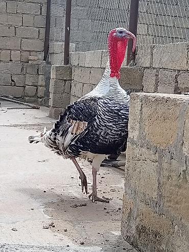 Hinduşkalar: Erkək, Damazlıq — 2