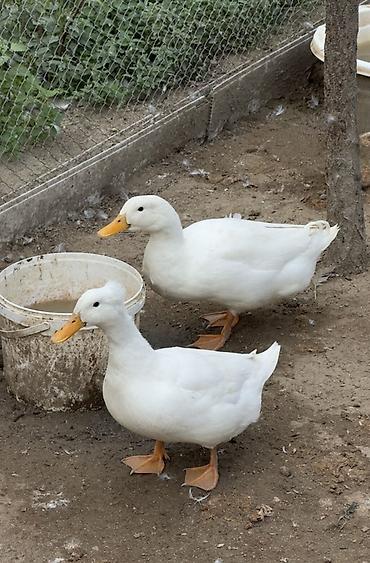 Ördəklər: Ağ Pekin ördəkləri – ev quşu Ördəklər 6 aylıqdır. 3 ədəddir, 1-i — 6