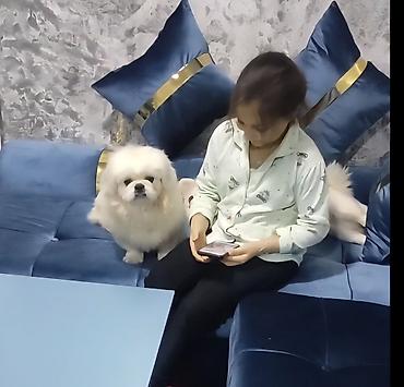 İtlər: Pekines, 1 il, Erkek, Cütləşmə üçün — 5