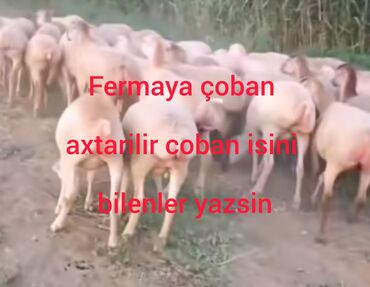 Akvariumlar: Erkək, il: 1, 55 kq, Damazlıq