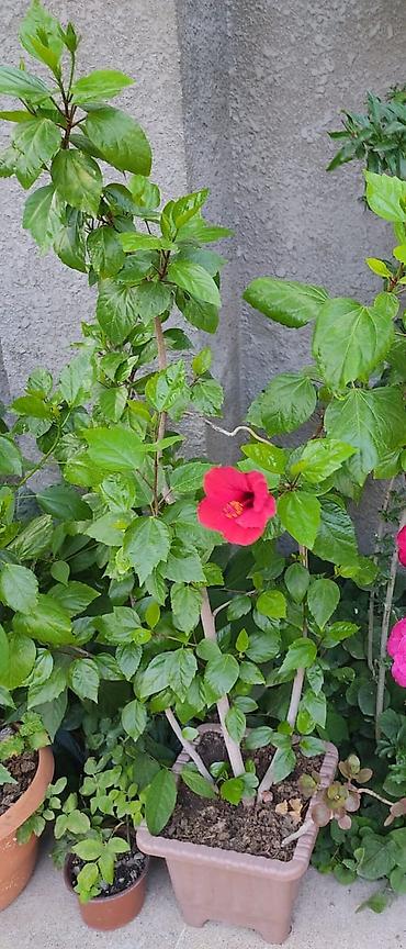 qırmızı kala: Qırmızı hibiskus (Çin qızılgülü) – iri, parlaq qırmızı çiçəkləri və — 2