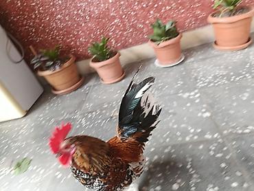 ev kirpisi: Salam barter olunur yaponka fərəsi ilə və yaxud gücələri ilə baxır — 3