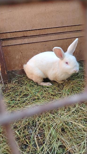 dovşa: Ağ rəngli, qırmızı gözlü dovşan - Növ: Ehtimalən Kaliforniya/Albino — 2