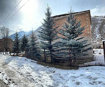 Ель: Продам 5шт голубых елей 5 молоденьких красующих красавиц высокие — 4