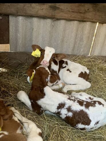 Dana, buzov: Dana, buzov, Dişi, Simental, ay: 1, Damazlıq, Ətlik, Rayonlara çatdırılma, Pulsuz çatdırılma, Ödənişli çatdırılma — 13