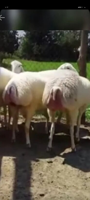 qurbanlıq qoyun qiymətləri: Qoyunlar, qoçlar