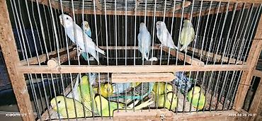 derzi quşu: Valnissi balalar sağlam problemsiz balalardır öz quşlarmin — 1
