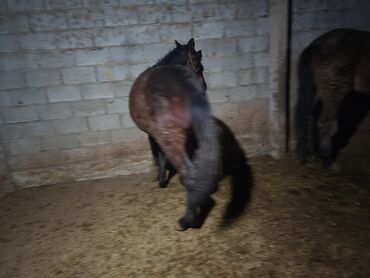 Лошади, кони: Продаю | Кобыла (самка) | Рабочий — 8