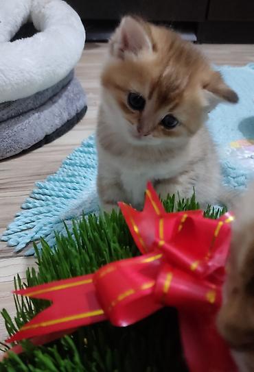 Pişiklər: Qızıl şinşilla, Erkək, Yaxşı əllərə, Ünvandan götürmə — 2