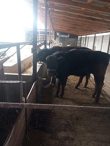 Коровы, быки: Продаю | Бык (самец) | На откорм | Привязанные at lalafo.kg — 8 Коровы, быки: Продаю | Бык (самец) | На откорм | Привязанные — 8