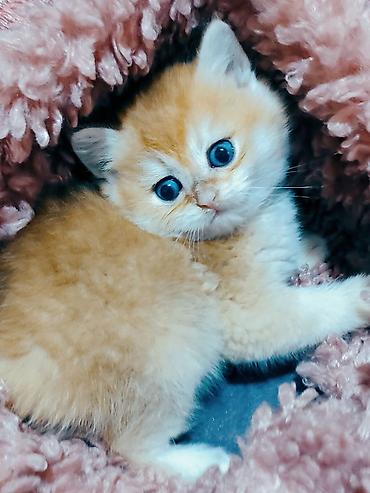 Pişiklər: Britan — 6