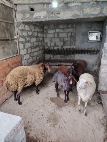 Коровы, быки: Самка, Qala, лет: 1, 70 кг, Для разведения
