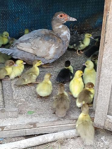 lal ordək balaları: Dişi, | Lal ördək, Damazlıq, Ünvandan götürmə, Ödənişli çatdırılma, Rayonlara çatdırılma — 3