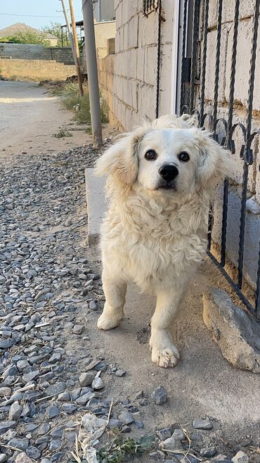 İtlər: Pudel, 1 il, Erkek, Peyvəndli, Ünvandan götürmə lalafo.az -da İtlər: Pudel, 1 il, Erkek, Peyvəndli, Ünvandan götürmə