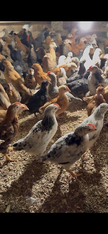 Cücələr: 45,50 günlük tam sağlam aktiv diribaş qarışığ kənd cücələri bütün — 4