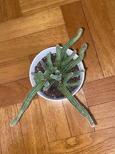 boja sampanjca: Sukulenta/kaktus u saksiji – verovatno rod Cleistocactus (penasti — 1