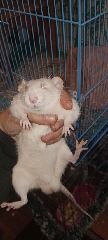 Крысы: Продаю домашию крысу!!! Порода: дамбо возраст: 7месяцев цвет: светло