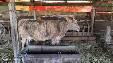 Коровы, быки: Продаю | Корова (самка) | На откорм, На забой, Для разведения