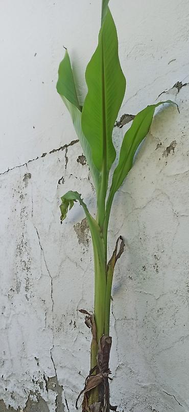 Ağaclar: Banan ağacı satışı - Növ: Tropik banan ağacı (Musa spp.) - İstilik — 8