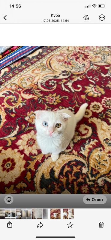 Продажа кошек: Скотиш Фолд (Шотландская вислоухая), 3 месяца, Девочка, Белый, Приучена к лотку, Проглистована