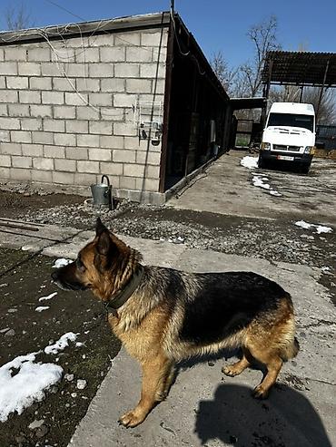 Продажа собак: Немецкая овчарка, классический черно‑рыжий окрас. Плотный подшерсток — 3