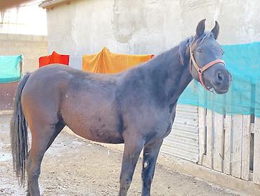 Лошади, кони: Продаю | Кобыла (самка) | Для разведения, Конный спорт | Племенные — 2