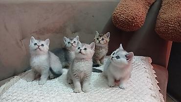 Pişiklər: Britan — 12