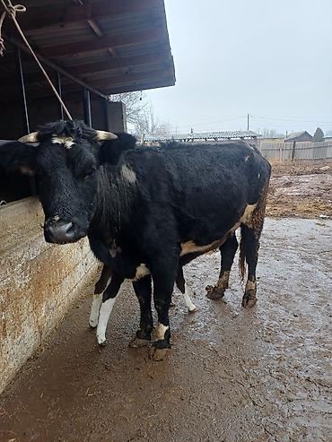 Коровы, быки: Продаю | Корова (самка) | Голштин | Для молока | После отела — 6