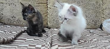 Продажа кошек: Котенок мальчик, родился 2 августа. Ласковый, игривый дружелюбный — 6