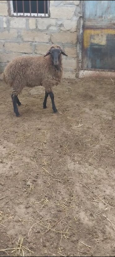 Inəklər, öküzlər: Məhsul: 
qurbanlig erkey quzu diri çəki 26 kilo