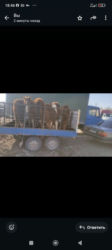 прицепы для легковых автомобилей цена: Чиркегич, Колдонулган