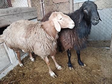 Баран, овца: Продаю | Овца (самка) | Для разведения | Матка — 6