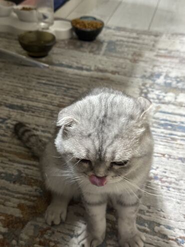 кот белый: Кот на вязку ( чистокровный шотландец 2 годика