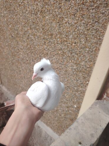 Göyərçinlər: Heyvanlarn hamsi tam saglamdi cut cutde satilir komda tek tekde — 7