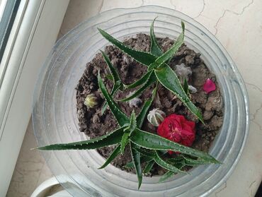 Digər bitkilər: Aloe sukulent bitkisi
-Şəffaf dairəvi qabda əkilmiş bir neçə aloe