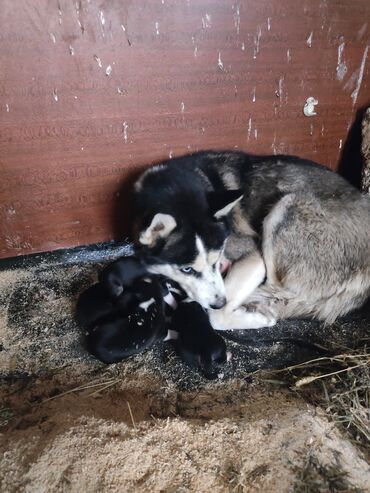 İtlər: Xaski, 1 ay, Erkek — 4