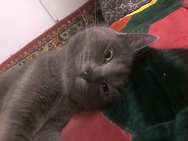 Продажа кошек: Жибек жолу 462 Британская короткошёрстная кошка, окрас сплошной серый — 3