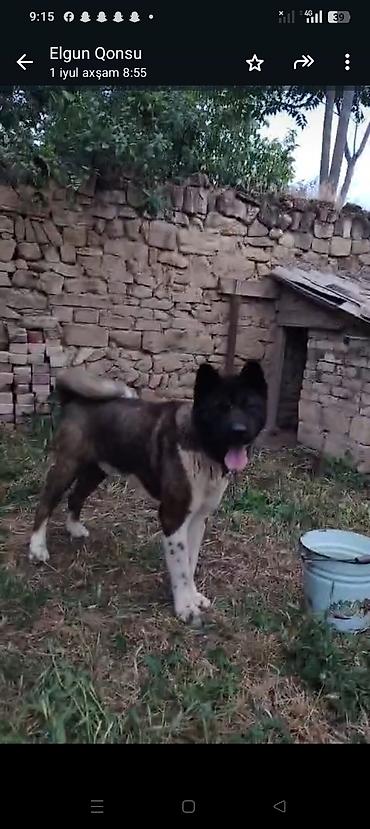 qurd basar iti: Akita-inu, 1 il, Erkək, Peyvəndli — 3