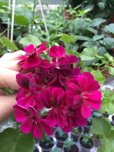 Другие комнатные растения: Пеларгония (плющелистная) — 19