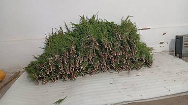 повербанк для дома: 🌿 ПРОДАЁТСЯ АРЧА! 🌿 Свежая горная арча, аккуратно собранная и — 1