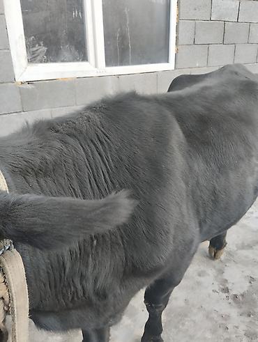 Коровы, быки: Продаю | Корова (самка) | Для молока | Привязанные — 1