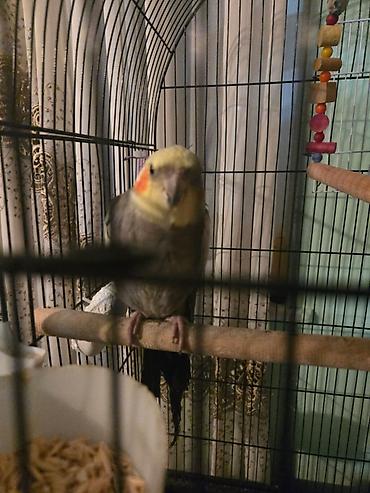 Зоотовары: Məhsul: Nimfa papuqayları (Cockatiel) və qəfəs dəsti Təsvir: - — 5