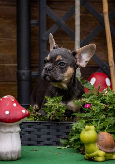 Psi: Na prodaju prelepi i preslatki štenci francuskog buldoga u exotic — 1