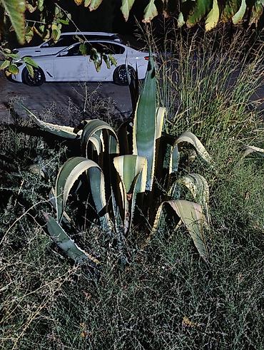 zolotoy us bitkisi: +994552565204 Aqava (Agave americana) dekorativ bitki bunnan saysız — 1