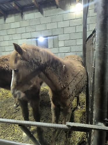 Лошади, кони: Продаю | Кобыла (самка) | Для разведения — 9