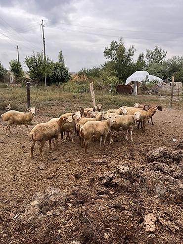 ucuz pisik yemekleri: Salam 19 baş bordaq quzusu satilir tərəzi ilə verilir
Ünvan : Şəki — 4