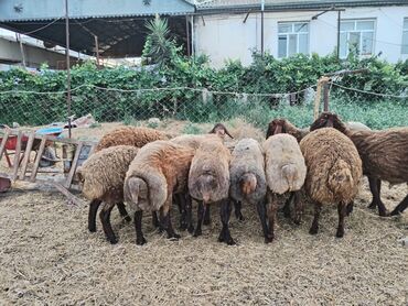 balaca quzu: Quzu, Erkək, Qala, ay: 1, 45 kq, Ətlik, Ödənişli çatdırılma